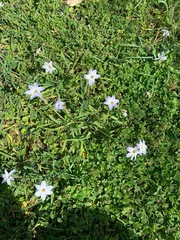 Ipheion