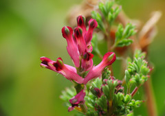 Fumaria officinalis officinalis