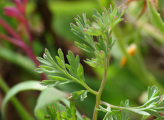 Fumaria officinalis officinalis