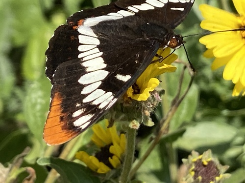 iNaturalist observation photo of Lorquin's Admiral