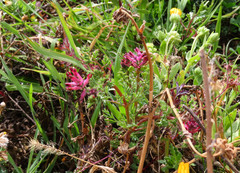Fumaria officinalis officinalis