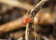 Ruborridion musivum