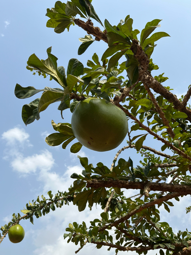 Calabash Tree