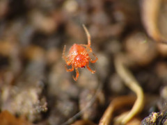 Ruborridion musivum