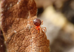 Ruborridion musivum