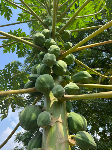 Papaya