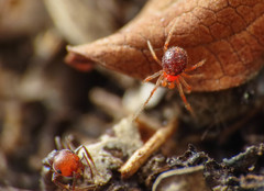 Ruborridion musivum