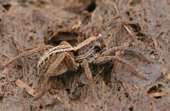 Alopecosa pulverulenta