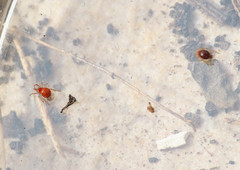 Ruborridion musivum