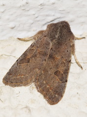 Orthosia populeti