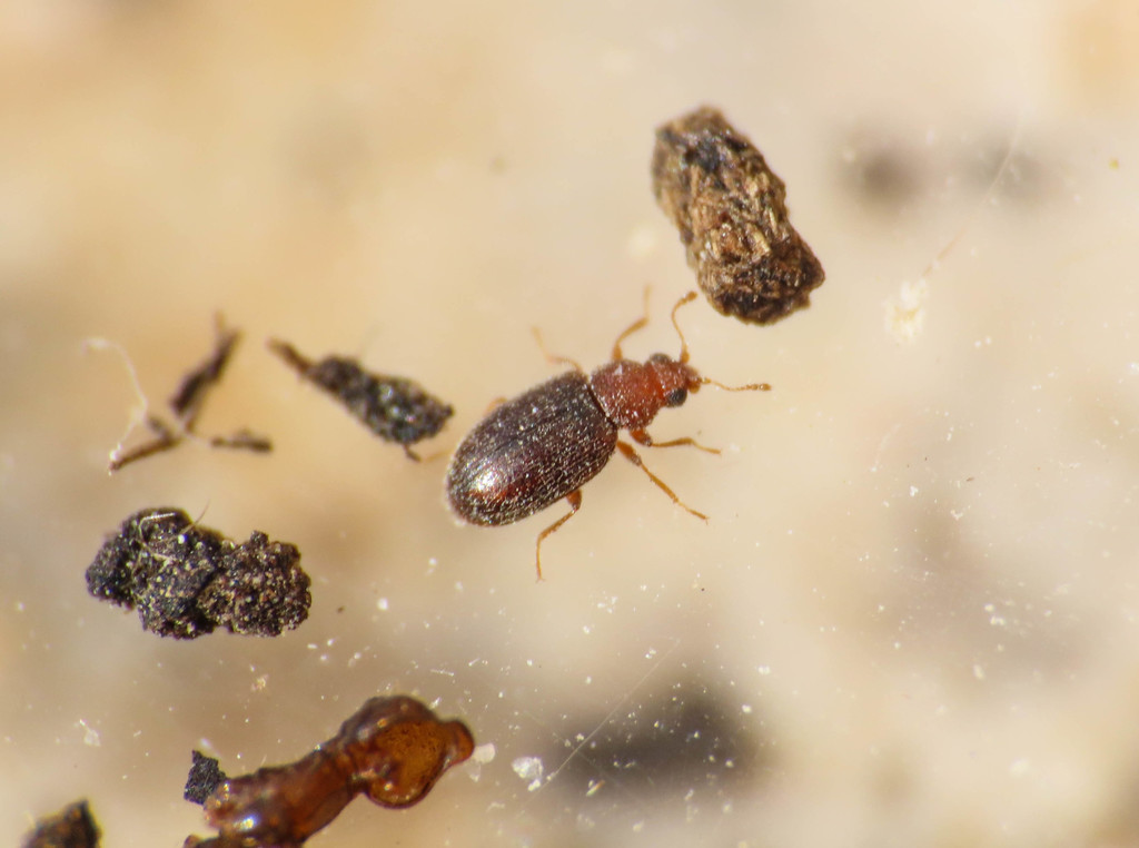 Melanophthalma fuscipennis