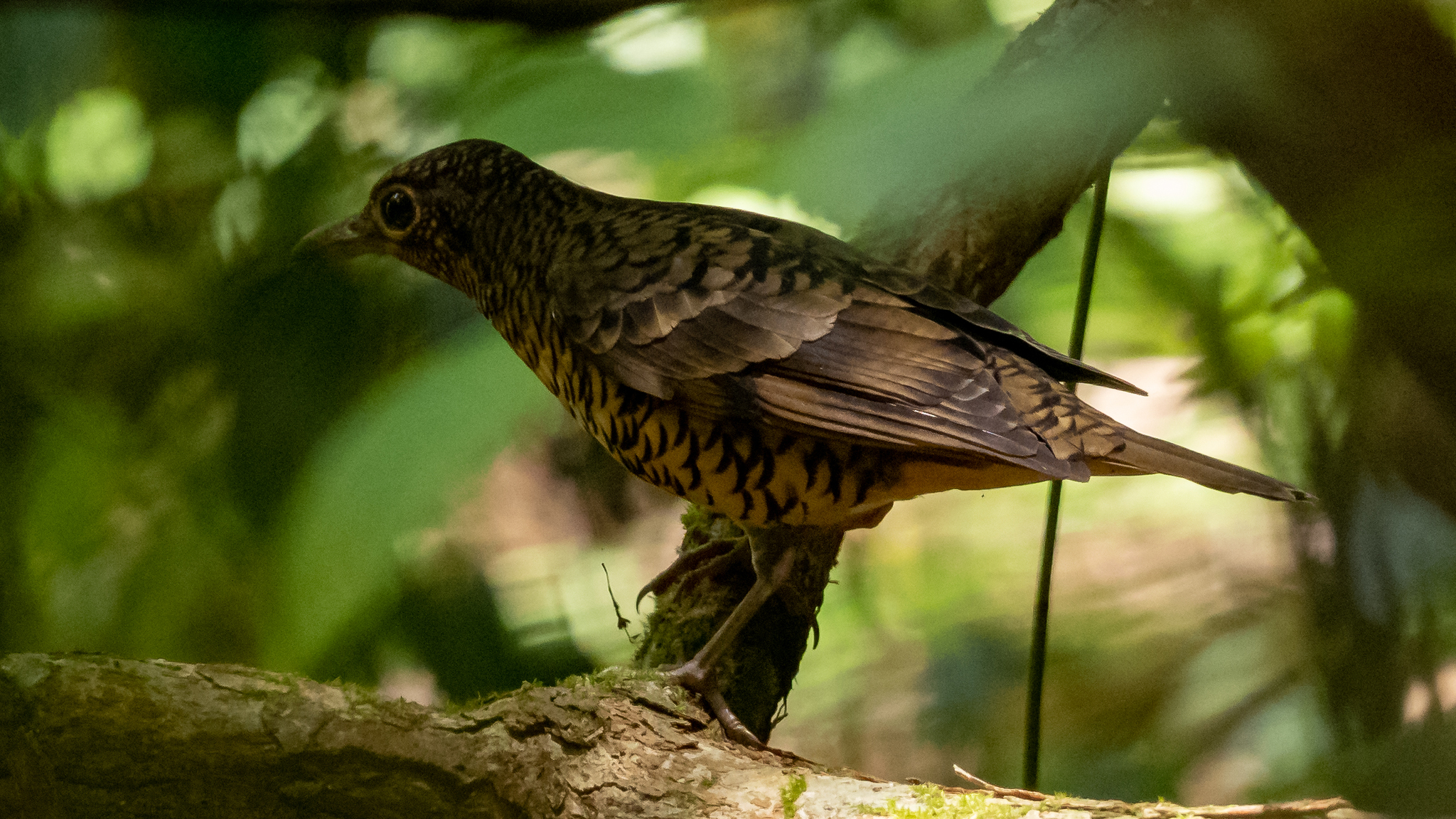 Sri Lanka Thrush illustration