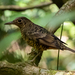 Sri Lanka Thrush - Photo (c) William Stephens, some rights reserved (CC BY), uploaded by William Stephens