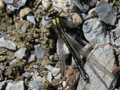 Hylogomphus abbreviatus