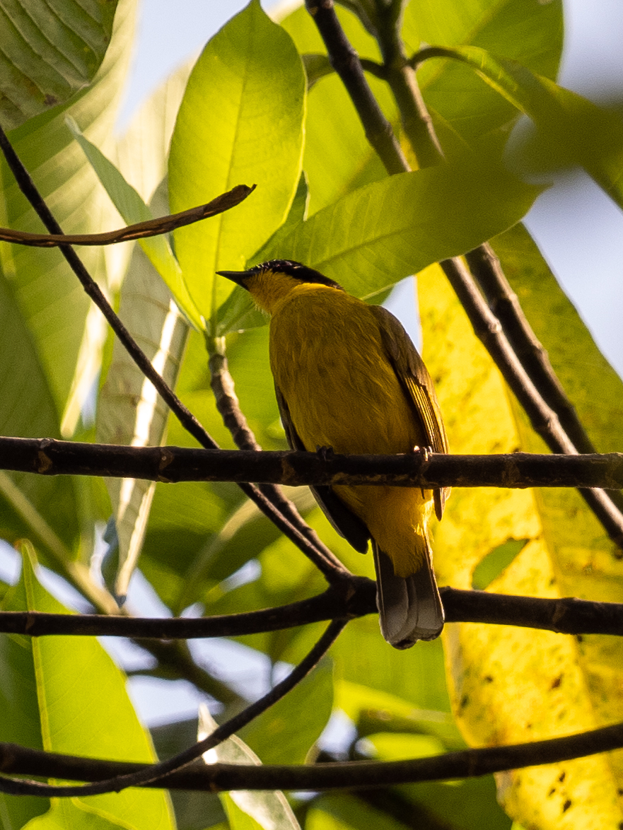 Black-capped Bulbul