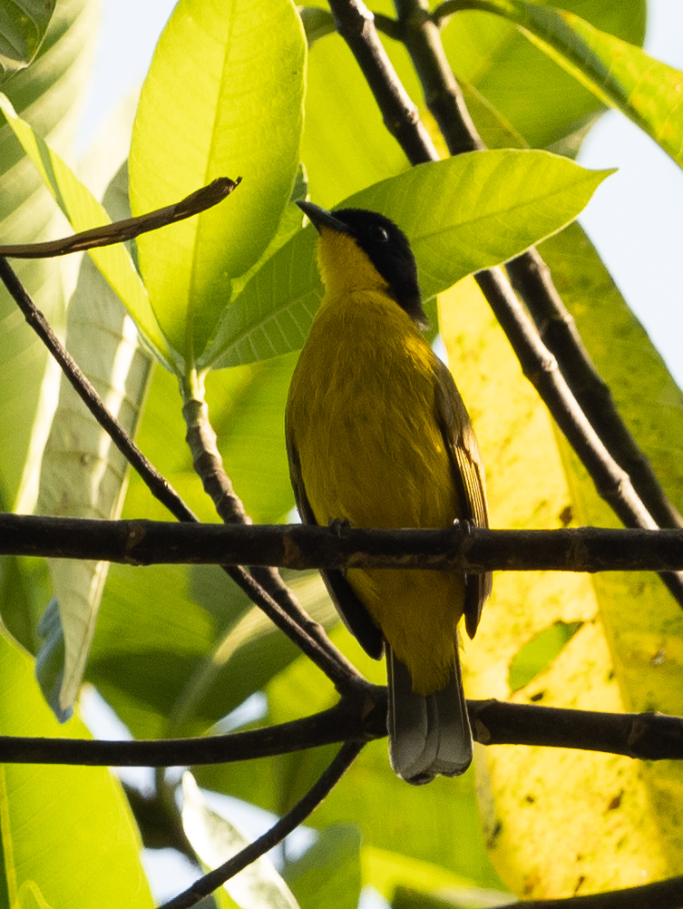 Black-capped Bulbul