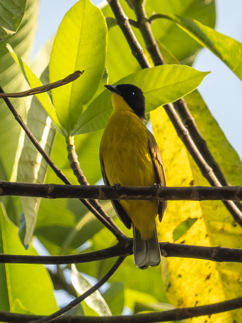 Black-capped Bulbul