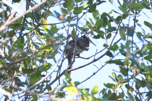 Sonoma Chipmunk observed by ericcameron