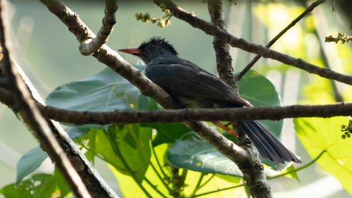 Square-tailed Bulbul (Hypsipetes ganeesa), photo 5