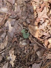Viola walteri