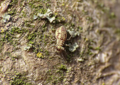 Mesopsocidae