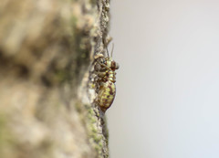 Mesopsocidae