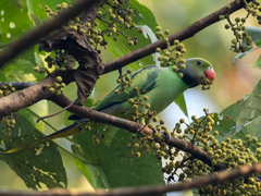 Psittacula calthrapae