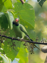 Psittacula calthrapae