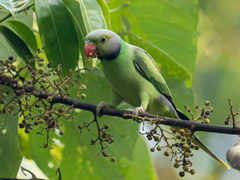 Psittacula calthrapae