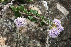 Ceanothus decornutus