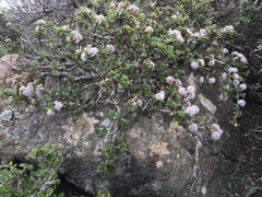 Ceanothus decornutus