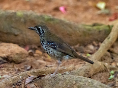Geokichla spiloptera