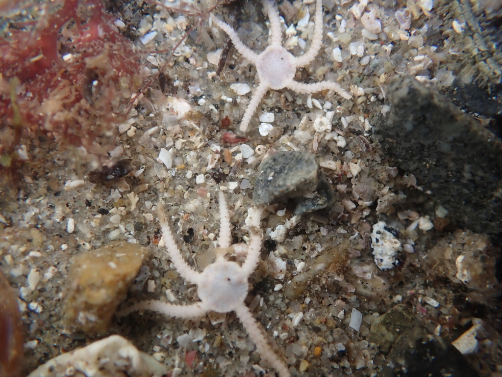 Ophioncus granulosus