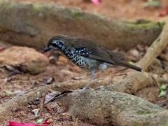 Geokichla spiloptera