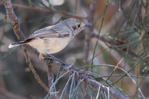 Inland Thornbill