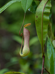 Nepenthes distillatoria