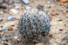 Coryphantha salinensis