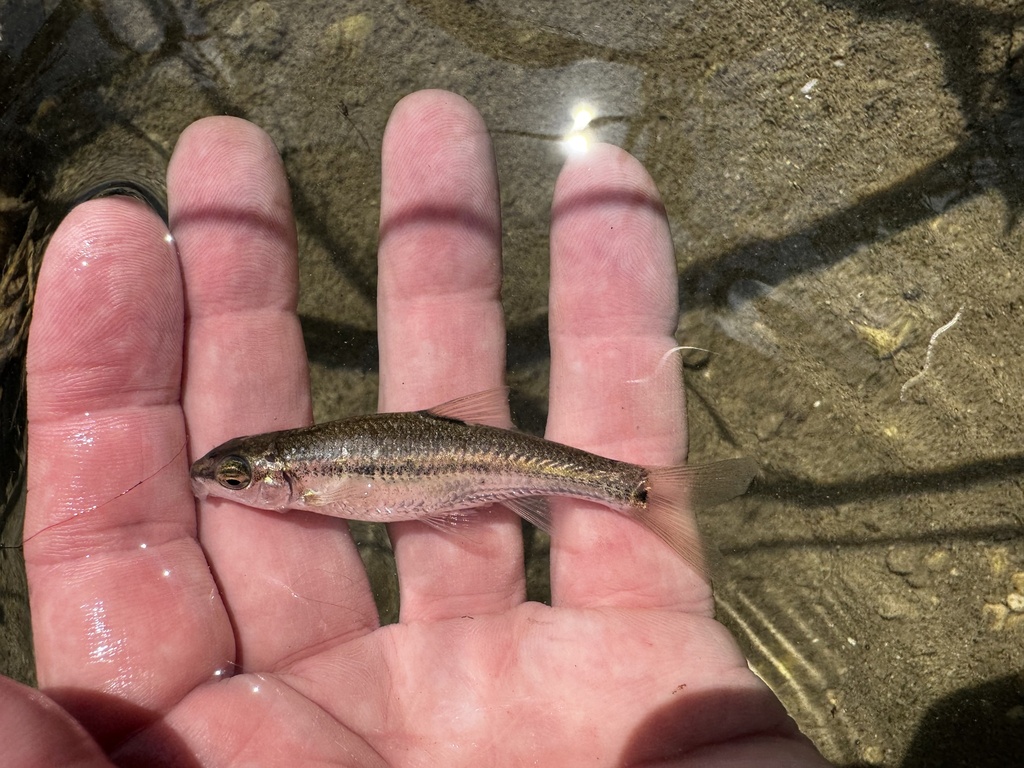 Devils River minnow (Dionda diaboli) — Cyprinidae