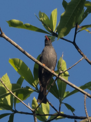 Hypsipetes ganeesa