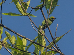 Chloropsis aurifrons