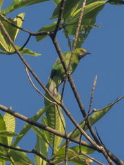 Chloropsis aurifrons