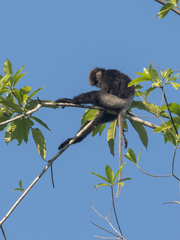 Semnopithecus vetulus