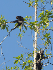 Semnopithecus vetulus