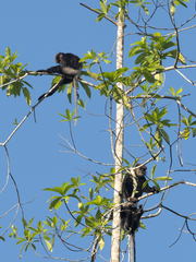 Semnopithecus vetulus