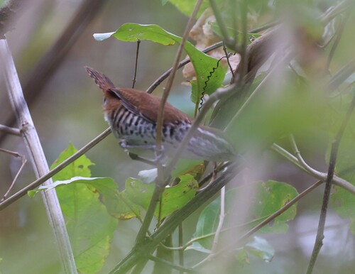 Banded Wren (Thryophilus pleurostictus), photo 2