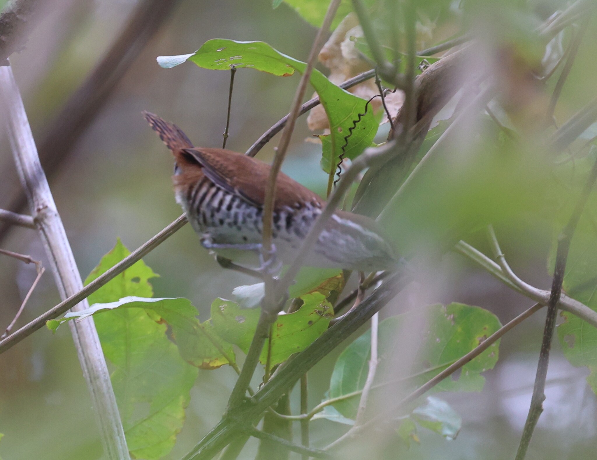 Banded Wren (Thryophilus pleurostictus), photo 2