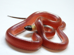 Drepanoides anomalus
