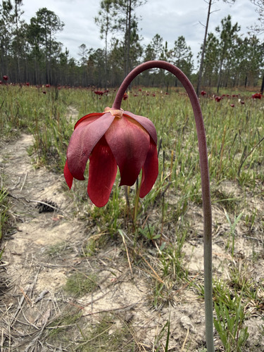 Crimson Pitcherplant (Sarracenia leucophylla)