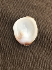 Pilosabia trigona