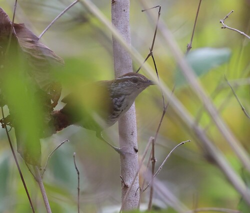 Banded Wren (Thryophilus pleurostictus), photo 3